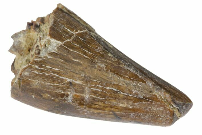 Juvenile Tyrannosaur Premax Tooth - Judith River Formation #133374